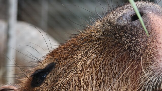 Close up of capybara eye.