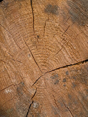 Fototapeta premium Wooden tree trunk with rings and cracks showing age and texture. Natural wood background.