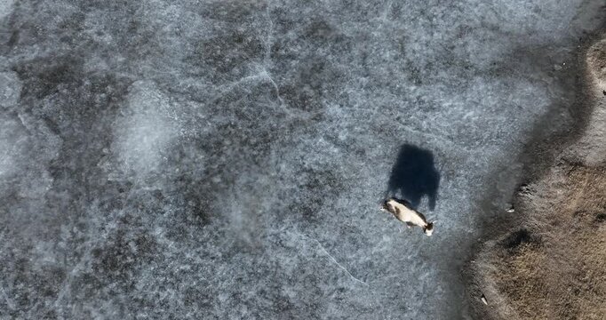 Yaks walking on frozen lake in Tibet, China