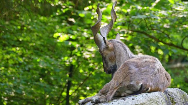 Turkmenian markhor, Capra falconeri heptneri. The name of this species comes from the shape of horns, twisting like a corkscrew or screw. Markhor is one of the symbols of Pakistan