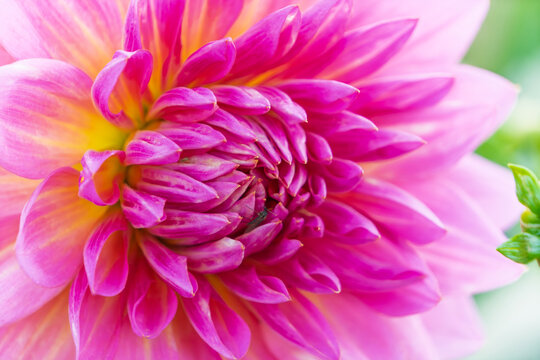 Close-up of a vibrant pink and yellow gradient dahlia flower, beautiful layered petal texture and exquisite form blooming in an early summer garden