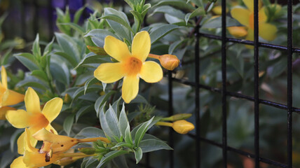Obraz premium Vibrant yellow trumpet flowers blooming through a black wire fence in a lush garden