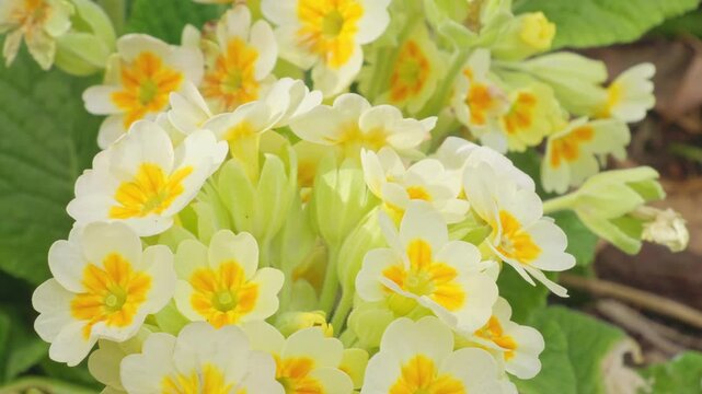 White flowers with yellow centers bloom in clusters. Wallflowers