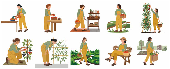 Fototapeta premium Flat vector character set of a woman gardener harvesting tomatoes and tending to an organic vegetable garden
