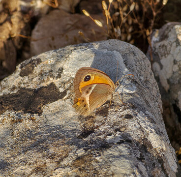 Beautiful Pyronia bathsheba butterfly rests on textured stone in natural habitat 