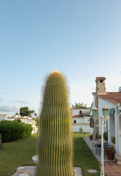 Large cactus grows tall near white villa on green lawn under twilight sky in Mediterranean setting.