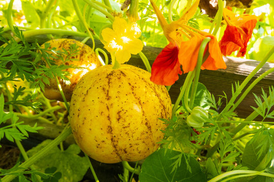 Cucumber crystal lemon grown in the garden - France