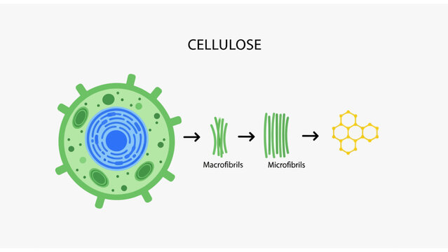 Scientific Cellulose Diagram showing breakdown from plant cell to macrofibrils and molecular chains, ideal for biology textbooks and educational presentations.