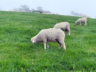 Fototapeta premium Herd of sheeps grazing on the green hills in Daegwallyeong sheep farm in Pyeongchang-gun, Gangwon-do, South Korea. Cute and fluffy sheeps. Peaceful countryside life