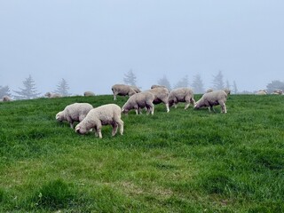 Naklejka premium Herd of sheeps grazing on the green hills in Daegwallyeong sheep farm in Pyeongchang-gun, Gangwon-do, South Korea. Cute and fluffy sheeps. Peaceful countryside life