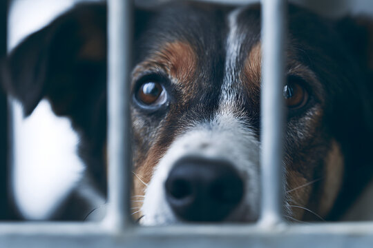 保護犬がこちらを見つめる 犬の里親募集と動物保護のイメージ