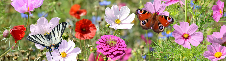 Schmetterling 1455 © K.-U. Häßler
