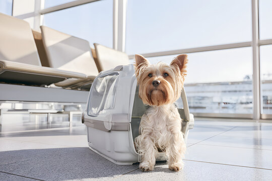 空港でキャリーケースに入るヨークシャーテリア ペットと旅行する犬