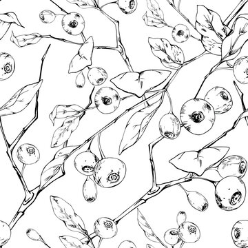 Seamless botanical pattern of berry-bearing branches, leaves. Huckleberries, bilberries, blueberries and whortleberries detailed woodland structure. Isolated illustration hand drawn in vector ink.