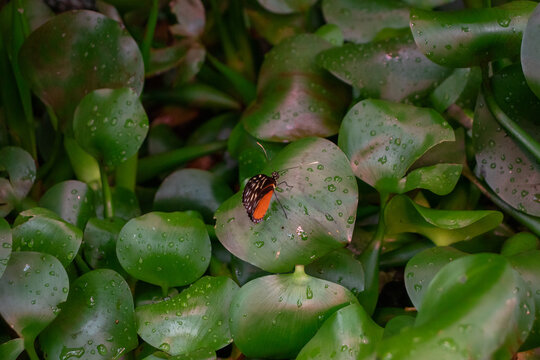 Tiger longwing (Heliconius hecale) butterfly sitting on greenery leaves with dew drops