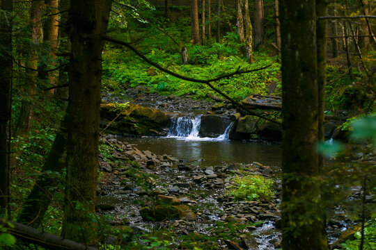 Tranquil forest stream cascades over mossy rocks amidst lush green summer foliage
