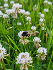 ​Close-up of a fluffy bumblebee gathering nectar on a blooming white clover flower head surrounded by vibrant green grass in a sunny summer meadow © Tetiana