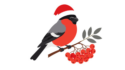 Bullfinch wearing red Santa hat perched on berry branch © Mark