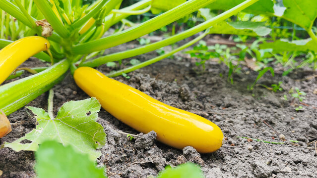 A close up of a growing yellow or golden zucchini with green stems and foliage in a farmer's garden bed. Ripe zucchini demonstrates organic farming, healthy eating, and a seasonal harvest.