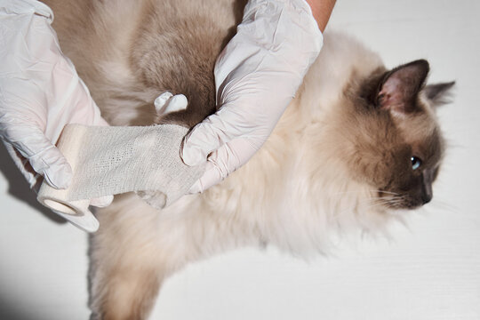 Vet specialist carefully wraps the front leg of an injured ragdoll cat with cohesive tape to stabilize a fractured bone while providing emergency first aid
