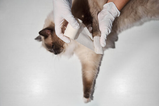 Veterinary provides critical first aid and wound care by wrapping the leg of a domestic ragdoll cat with cohesive tape to treat a fractured bone