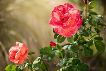 Orange with pink roses blooming in a garden, close up. Gardening, landscape design. Fragrant Rose flowers macro shot background. Summer Park, flower bed.  © Subbotina Anna