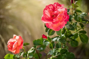 Orange with pink roses blooming in a garden, close up. Gardening, landscape design. Fragrant Rose flowers macro shot background. Summer Park, flower bed.  © Subbotina Anna