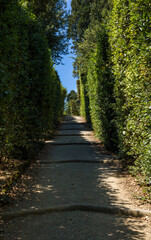 Fototapeta premium Narrow path between tall clipped hedges leading downhill in Boboli Garden. Perspective and calm of a green corridor.