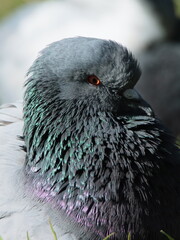 pigeon on the snow © Aljona