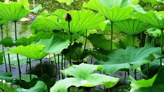 Large Lotus Leaf with Water Droplet in a Rainy Lotus Pond Natural Scene