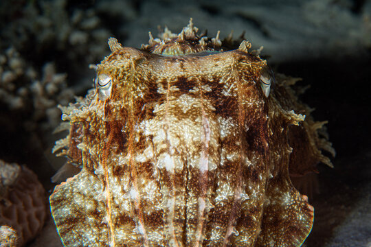 Squid eye. An extremely detailed close-up photograph of a squid's eye. Teuthida (reef squid). An image of a squid during a night dive. A squid on the sandy seabed. Egypt.
