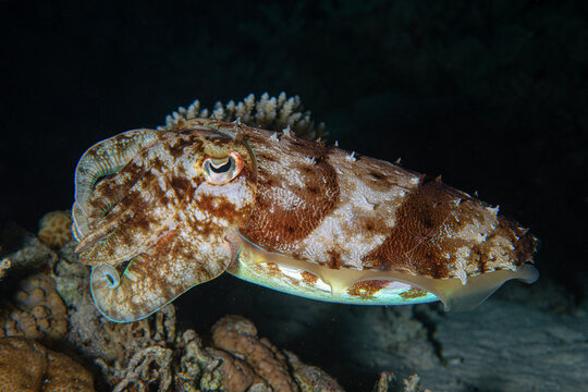 Squid eye. An extremely detailed close-up photograph of a squid's eye. Teuthida (reef squid). An image of a squid during a night dive. A squid on the sandy seabed. Egypt.
