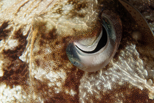 Squid eye. An extremely detailed close-up photograph of a squid's eye. Teuthida (reef squid). An image of a squid during a night dive. A squid on the sandy seabed. Egypt.
