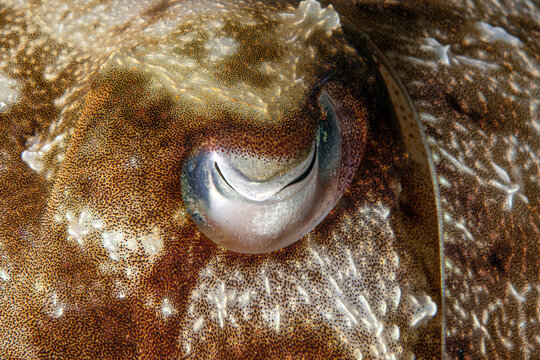 Squid eye. An extremely detailed close-up photograph of a squid's eye. Teuthida (reef squid). An image of a squid during a night dive. A squid on the sandy seabed. Egypt.
