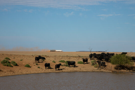 Black cattle standing on a dam bank while a road train drives past in the distance