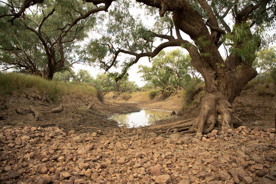 Small waterhole in the Barcoo River, with large trees