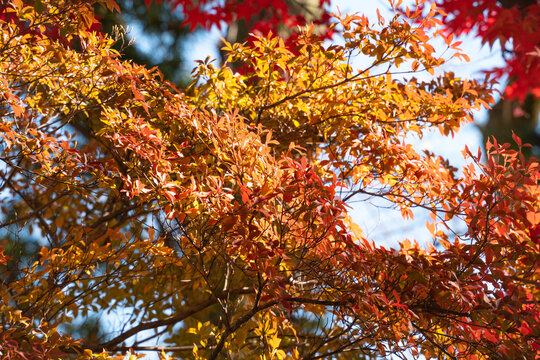 Beautiful autumn maple tree leaves with orange and red foliage against blue sky.