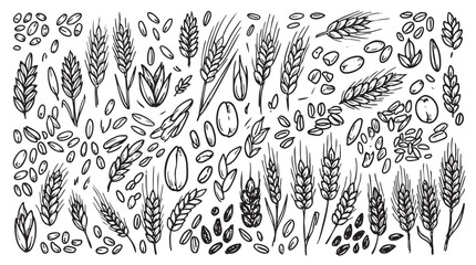 Fototapeta premium Diverse collection of wheat grains, ears, and leaves representing cereal crops.