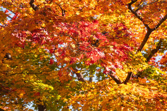 Beautiful autumn maple tree leaves with orange and red foliage against blue sky.
