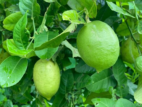 Fresh green lemons hanging on tree branch Citrus fruits in garden