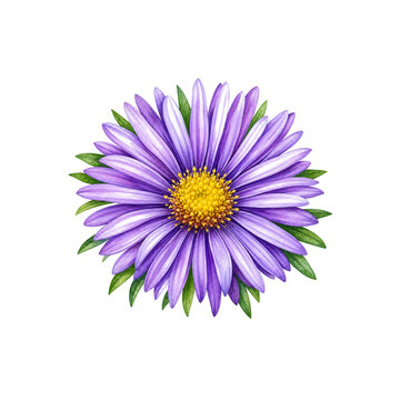 Watercolor aster illustration, Purple aster flower clipart on white background, hand-painted late summer garden bloom element for print and floral design