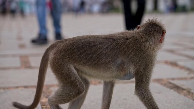 A video of bonnet macaque monkey walking peacefully on road at nandi hills