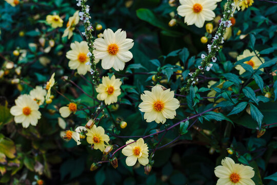 Bright yellow dahlia in full bloom