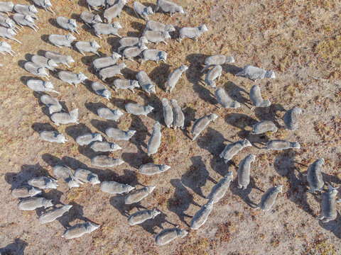 Aerial view of Sheep in a drought affected paddock