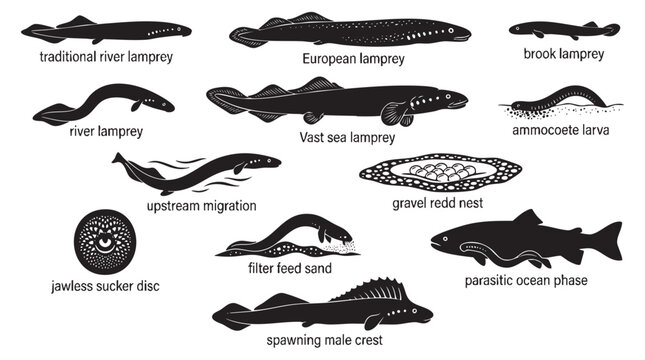 Detailed set of lamprey species with lifecycle stages and anatomical features in black silhouettes.