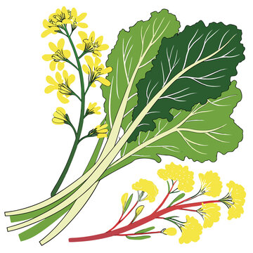 japanese mustard greens colorful on white background