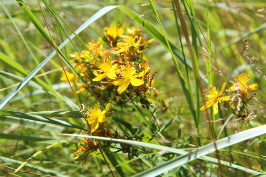 Common St. John's Wort or Hypericum perforatum blooming in a summer meadow. Medicinal yellow wildflowers growing naturally, widely used in traditional herbal medicine and herbal remedies.