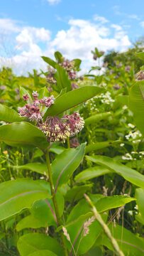 A close-up of blooming Asclepias syriaca in a summer meadow. Pink and lilac flowers against a blue sky. Seasonal wildflowers.