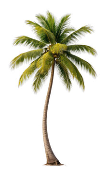 PNG Tropical palm tree isolated white