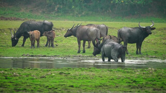 Herd of water buffaloes grazing and cooling off in a muddy pond in the wild.